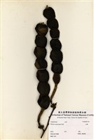 藏品(血藤)的圖片